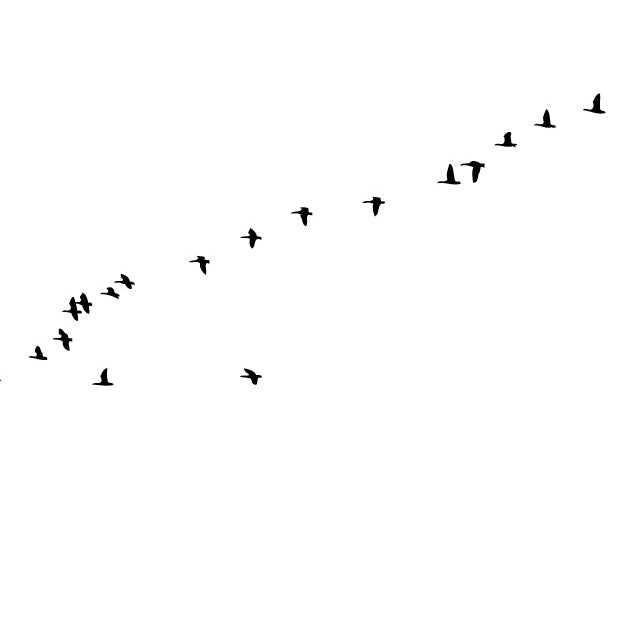 Birds / Klappkarte